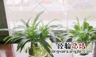 吊兰怎么插扦插扦技巧有哪些 吊兰怎么扦插?