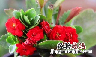 嘴唇花的养殖方法和养殖技巧 嘴唇花图片介绍