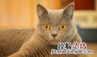 梦到猫 梦到猫是什么征兆 男性