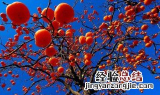 柿子什么时候成熟季节吃 柿子什么时候成熟季节