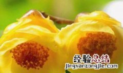 什么品种的金花茶价值比较高 金花茶是什么品种最名贵