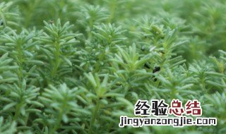 薄雪万年草的养殖方法技巧图片 薄雪万年草的养殖方法技巧