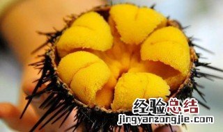 新鲜海胆怎么保存 新鲜海胆怎么保存最好