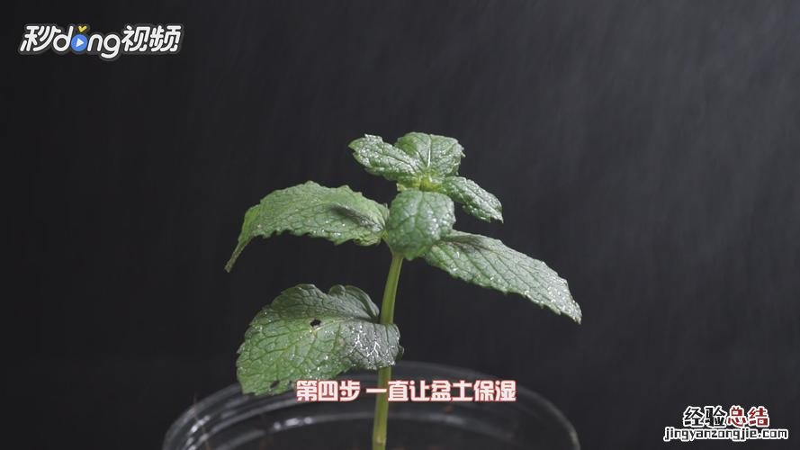 薄荷怎么繁殖