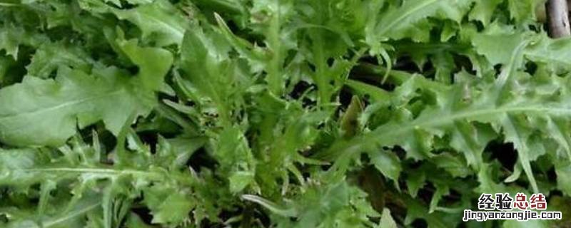 荠菜包饺子要焯水吗
