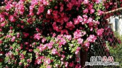 长春花花期施肥