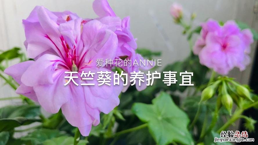 天竺葵夏天怎么养护