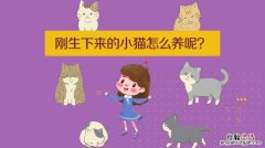 刚生下来的小猫怎么养