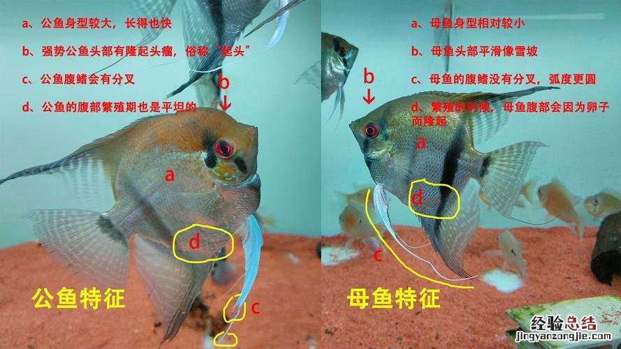 墨燕鱼的雌雄如何辨别