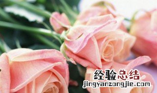 19朵香槟玫瑰花语 关于19朵香槟玫瑰花语