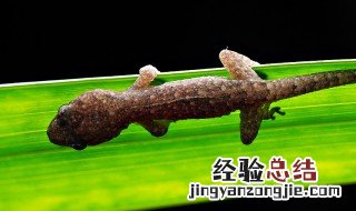 家中有壁虎是否吉利 家中有壁虎吉利吗