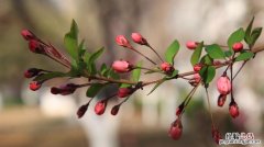 花蕾和花蕊什么区别