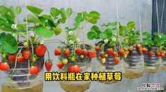 怎么种植盆摘草莓