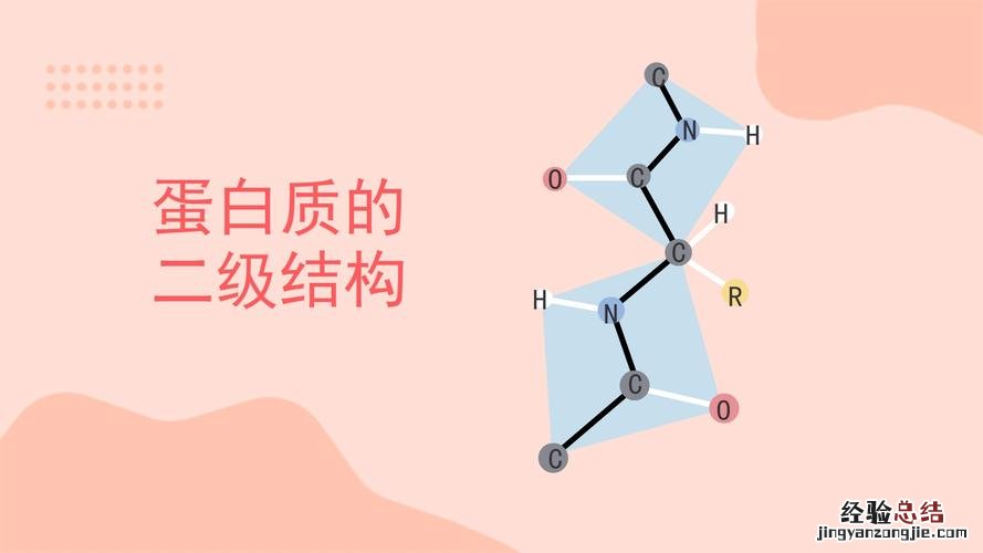 蛋白质的二级结构为哪几种