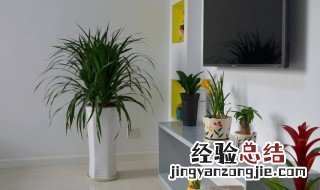 适合卧室养的植物 适合放在卧室的3种植物