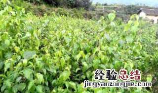 神仙豆腐树是什么树 神仙豆腐树是什么树学名怎么叫