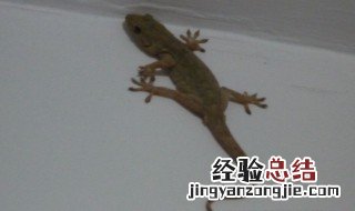 打死壁虎后果严重 打死壁虎后果严重吗