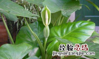 金命适合养什么花 金命适合养哪些花