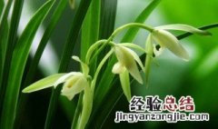 花中君子是指什么花 花中君子介绍