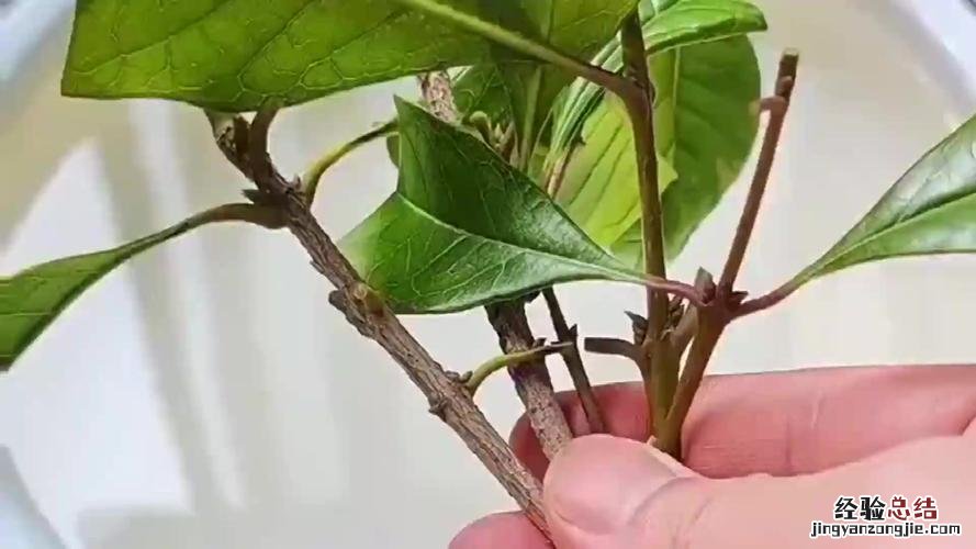 朱顶红万能生根法