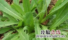 苦菜怎样去除苦味 菜苦味怎么去除