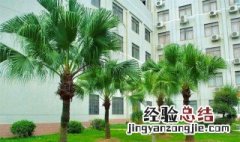 学校适合种什么树 家里不能种的树有哪些