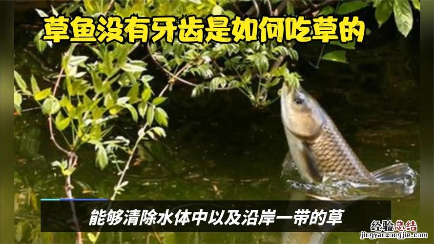 草鱼喂草要注意什么