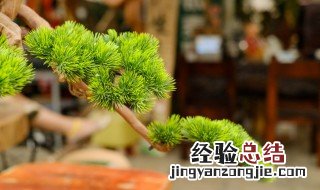 大门口种什么树能旺财 种在大门口能旺财的植物介绍