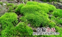 怎么在家养苔藓 怎样拥有自己的小苔藓