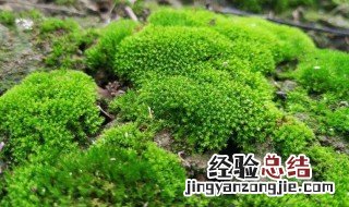 怎么在家养苔藓 怎样拥有自己的小苔藓