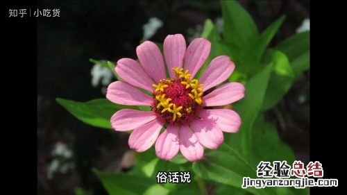 这8种花，咕嘟咕嘟灌够水，夏天越长越旺盛！