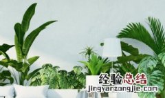 养花绿植妙招 养绿植小妙招