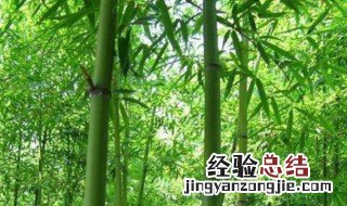 竹子的种植方法 竹子如何种植