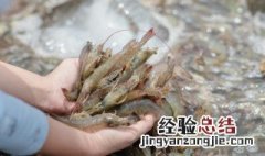 虾可以不处理直接煮吗 虾老是跳不敢碰怎么办