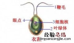 衣藻是原核生物还是真核生物? 衣藻是原核还是真核生物