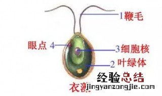 衣藻是原核生物还是真核生物? 衣藻是原核还是真核生物