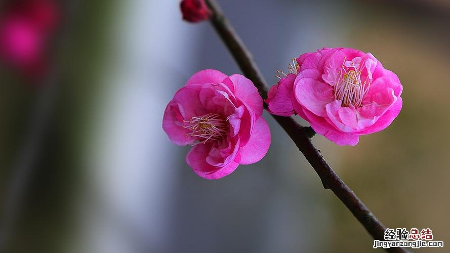 梅花什么品种最好，梅花珍贵品种排名