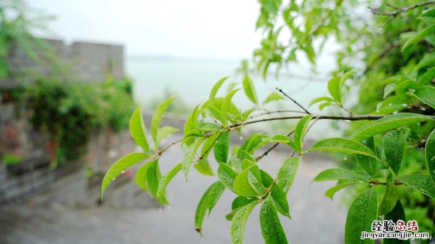 八月的雨有什么特点