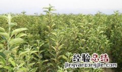 苹果矮苗的种植方法 苹果矮苗的种植方法图片