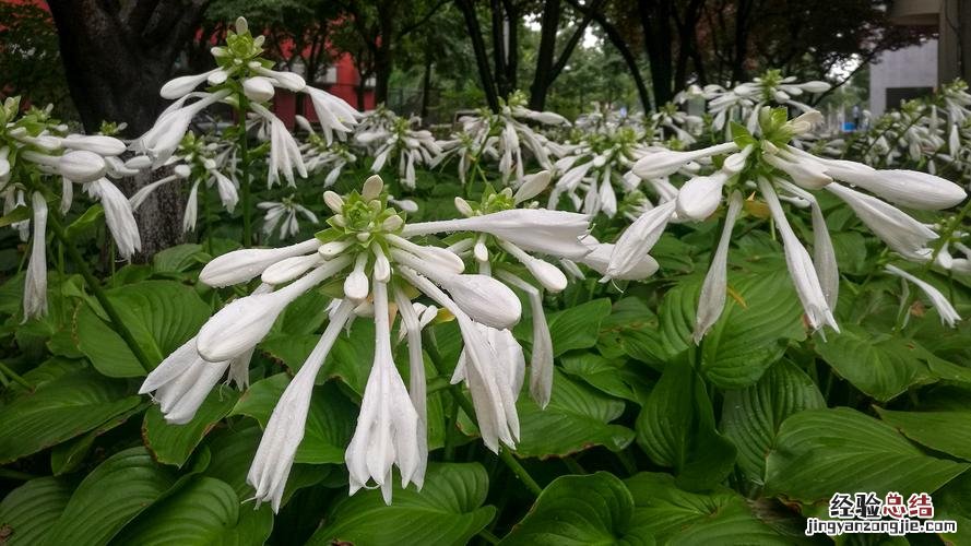 玉簪怎么施肥，这样做花又大一圈！