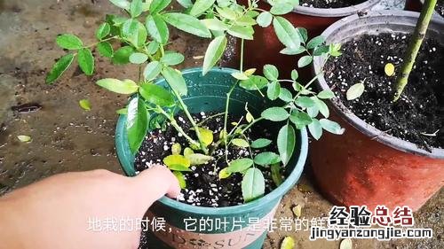 月季不开花是什么原因