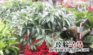 金玉满堂指什么树 金玉满堂介绍
