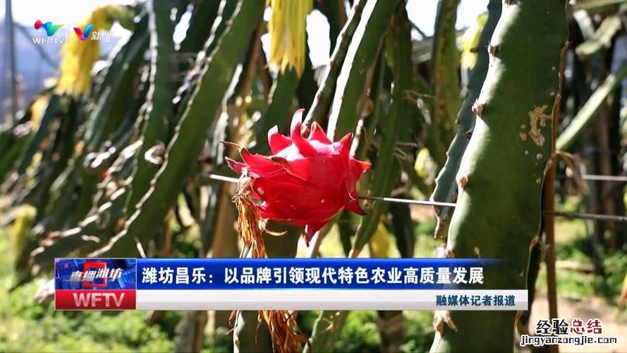 无花果真的没有花吗