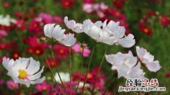 格桑花是什么花，格桑花什么时候开