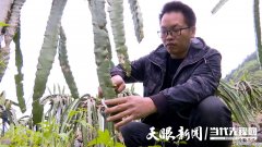 火龙果的种植方法