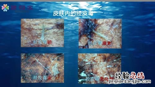 秃噜皮是什么意思