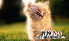 猫绝育的好处 猫绝育的好处是什么