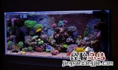 水池青苔怎么快速清除 水里的青苔怎么清除