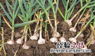 生蒜种植方法 生蒜怎么种植