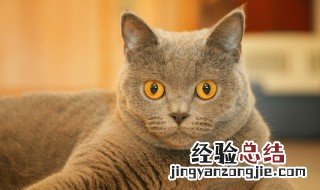 梦见猫说话人话了 梦见猫说话